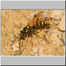 Banchus crefeldensis - Schlupfwespe 06d 13mm Sandgrube Niedringhaussee fdet02.jpg